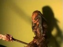 AvP: Outcast UPDATE! AvP: Outcast UPDATE!