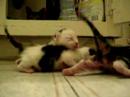 my new Borns