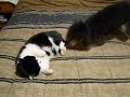 Dog playing with annoyed cat