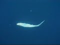 thefishingshow Giant Bluefin Tuna Madness