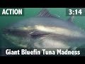 thefishingshow Giant Bluefin Tuna Madness