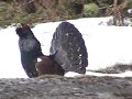 capercaillie in the sun