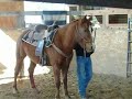 Rosa mustang horse in training