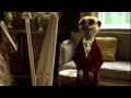 Official Interview with 'The Sun' starring Aleksandr Orlov Founder of Compare the Meerkat
