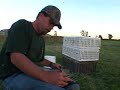 Drake Pintail Identification Drake Pintail Identification