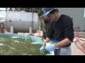 Turning Algae Into Fuel