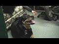 Andy and Jon Look after Red the Dog!