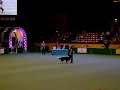 Crufts 2008 - Heelwork to Music Competition 4 (3)