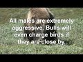 Muskox attack