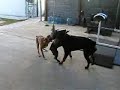 Rope Sig Lui Gunt.wmv