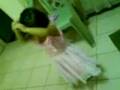 pia the dancing princess
