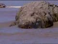  Gustave giant croc crocodile alligator africa animal burundi monster