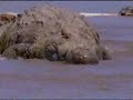 Gustave - The giant crocodile