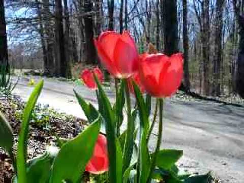 Kinsinger - Music video by Simon Kinsinger,features pictures from the southern Shanandoah Valley,the Blue Ridge Moutains of Stuarts Draft,Humpback Rocks off the Blue Ridge Parkway,