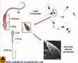 SWIMMING SPERMATOZOA IN SEMEN