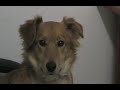 My dog can talk!