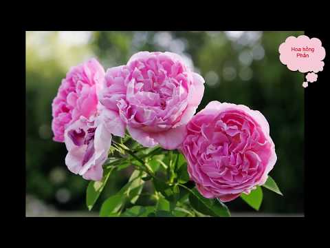 Những loại hoa hồng cực đẹp ở Việt Nam