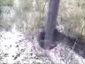 Dispatching a funnel web spider!!!