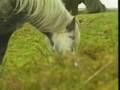 videos de The Wildlife and Scenery of Europe  Part 10