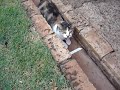 esse � um v�deo da gatinha de estima��o da minha irm�. o nome dela � pangea. gata brava assim eu nunca vi igual.