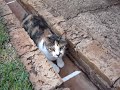 esse � um v�deo da gatinha de estima��o da minha irm�. o nome dela � pangea. gata brava assim eu nunca vi igual.