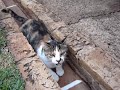 esse � um v�deo da gatinha de estima��o da minha irm�. o nome dela � pangea. gata brava assim eu nunca vi igual.