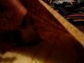 videos de Roxy Playing