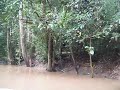 Borneo 2009 073.avi