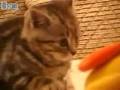 videos de Kitten and toy