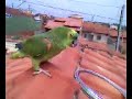 Papagaio Locão!