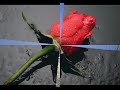 O-zone - Dragostea din tei ((Versneld))