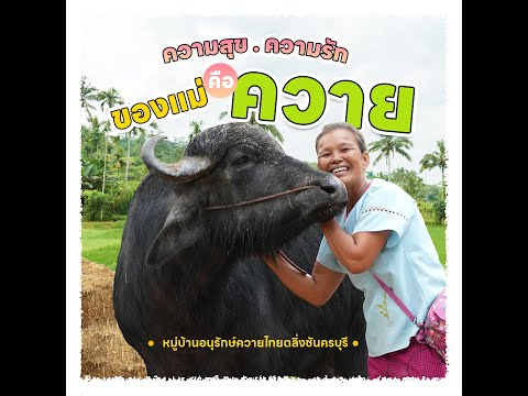 แม่มีทุกวันนี้ได้ก็เพราะเขา 30 ปี แม่มีควาย 100 ตัว! | เทคโนโลยีชาวบ้าน