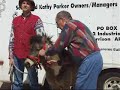 Sonny Parker, founder of Parker Enterprises, demonstrates his unique halter-