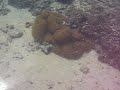 カクレクマノミとハタゴイソギンチャク （沖縄県 黒島） YouTube