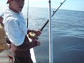 T.B.F. Big Bull Mahi caught while feeding with dolphin!