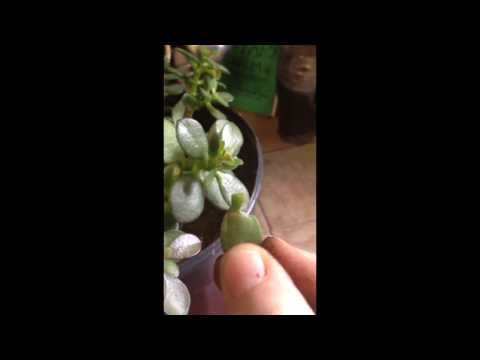 how to grow jade plant