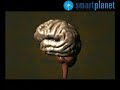 M�s datos sobre el autismo