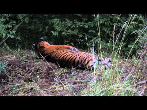 OLD MALE TIGER