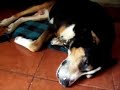 cute sleepwalking dog