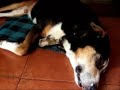 cute sleepwalking dog