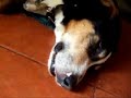 cute sleepwalking dog