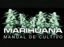 Marihuana  (cannabis sativa)