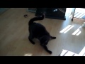 Every time I watch this, I miss Pippin. There's something about that brainless (@YouTube http://youtu.be/PpME6OPT9gI?a)