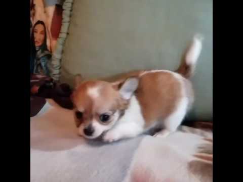 tiny longhair peaches