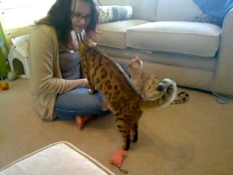 how to train bengal cats