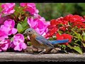 \"Never Saw Blue\" by Hayley Westenra