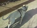 paseo club bull training