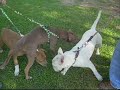 paseo club bull training