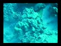 eel eats eel
