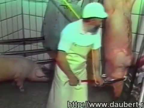 Опаливания свиней своими руками 764